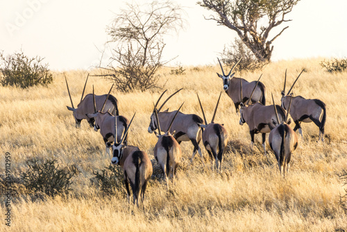 Tableau sur toile A herd of Oryxes