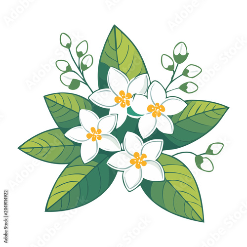 Illustration of orange blossoms with leaves and buds