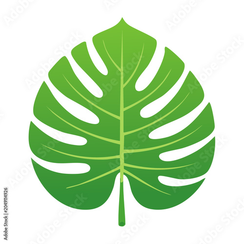 Green Monstera leaf illustration