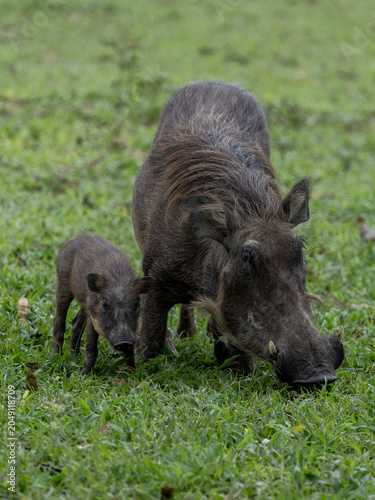 Φωτογραφία Warthog Family uganda safari wild africa kenya tanzania