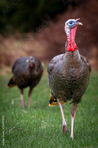 Two Female Wild Turkeys