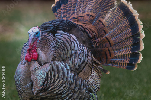 Male Wild Turkey