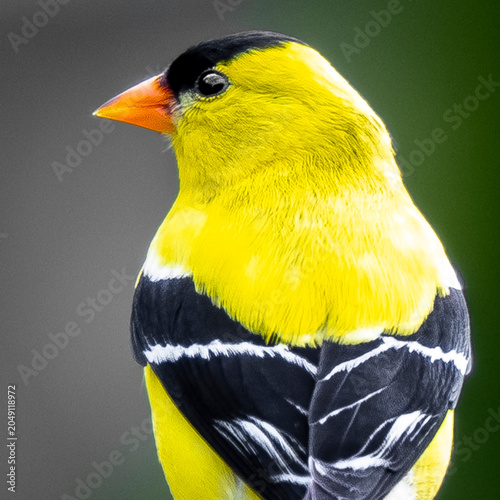 American Goldfinch