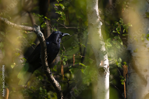 Raven Perched in the Forest