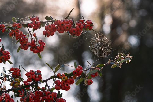 Canvas Print Spider web spun between red berries