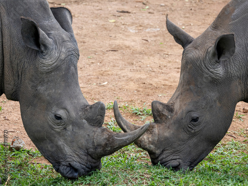 Rhinos Close Up Drinking African Safari Uganda Tanzania Kenya