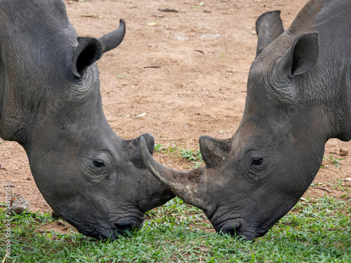 Rhinos Close Up Drinking African Safari Uganda Tanzania Kenya