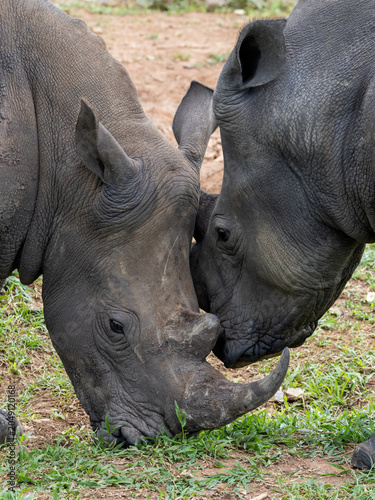 Rhinos Close Up Drinking African Safari Uganda Tanzania Kenya