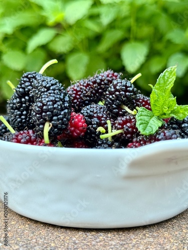 Ripe mulberry berries in a small white bowl, harvesting