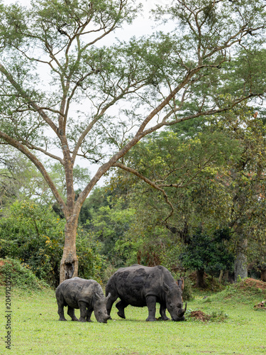Rhino rhinoceros uganda africa kenya tanzania safari mom and baby wild