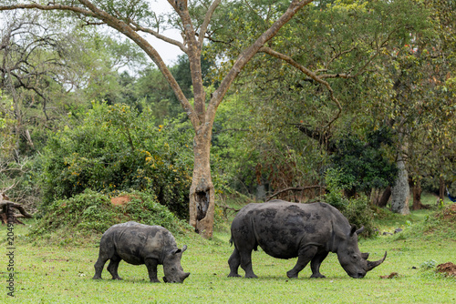 Rhino rhinoceros uganda africa kenya tanzania safari mom and baby wild