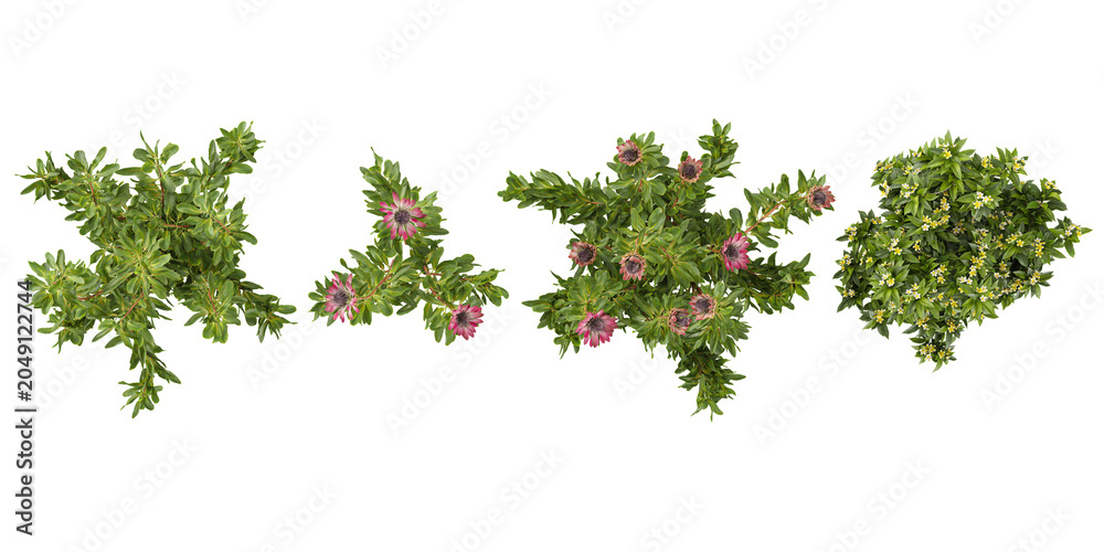 Obraz premium Collection of Plumeria,Protea plants on transparent background from the top view