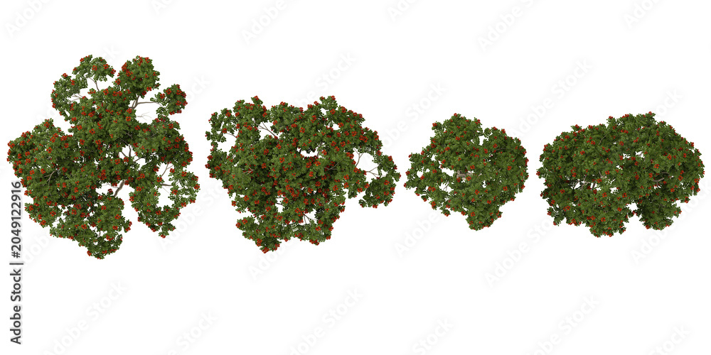 Obraz premium Collection of Spathodea plants on transparent background from the top view
