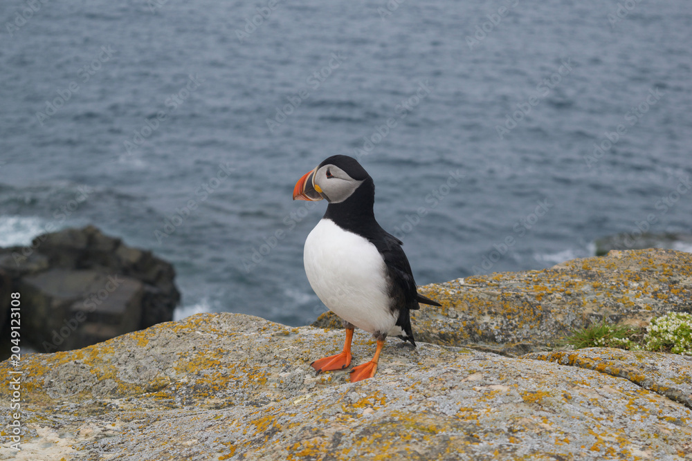 Fototapeta premium atlantic puffin on the rocks