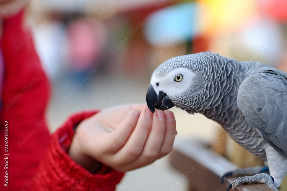 Fototapeta premium A pet parrot gently takes food from a person's hand. A close-up showing the trust and connection between a human and a bird