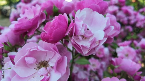 Fresh Pink Rose Flower in Full Bloom Close Up