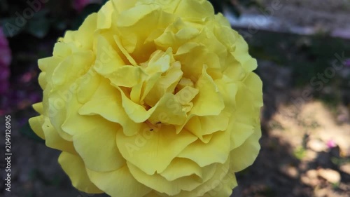 Fresh Yellow Rose Surrounded by Green Leaves
