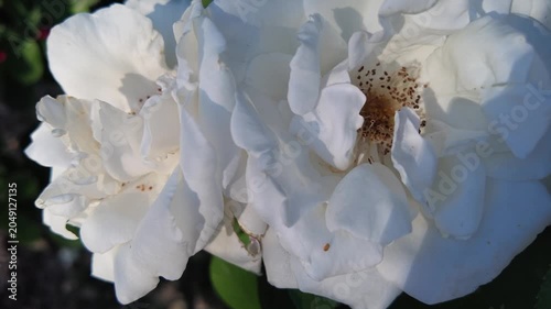 Elegant White Rose Blossom Against a Green Background