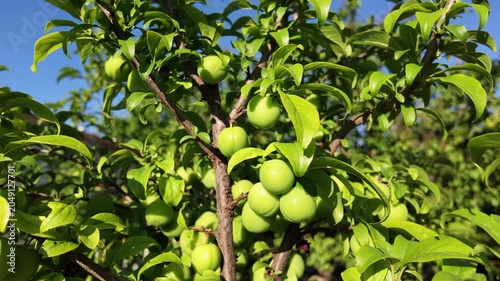 Young Green Plums Ripening Naturally on Tree Branches