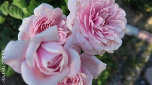 Pink Rose Blooming Beautifully in Natural Garden Light
