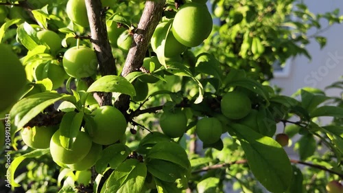 Unripe Green Plums Growing on a Plum Tree
