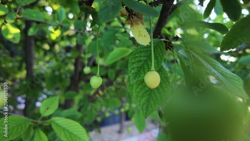 Unripe Sour Cherries Growing on a Tree Branch