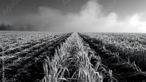Black and white shot of a tranquil wheat field with a slightly overcast sky creating a sense of serenity