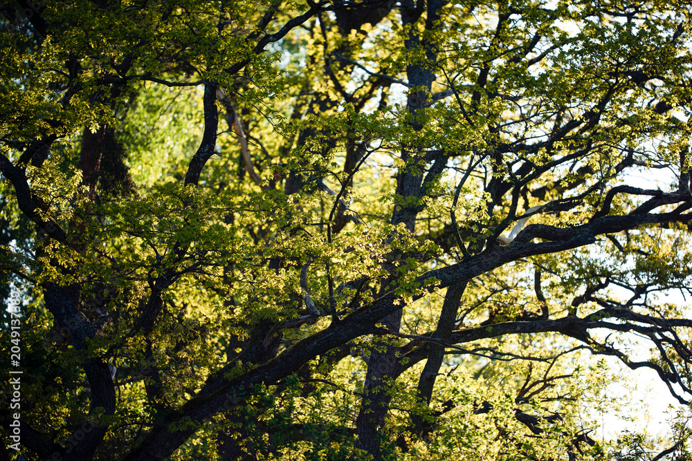 Obraz premium autumn leaves in the forest