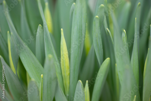 Photography green grass with dew drops