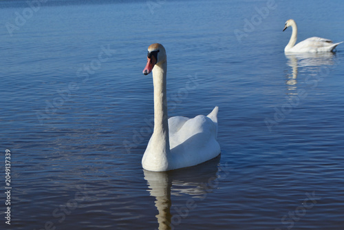 Schilderij op canvas White Swan on the Lake