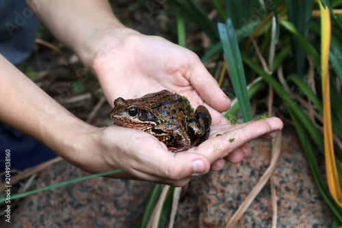 Bild auf Leinwand Hands holding a large brown frog