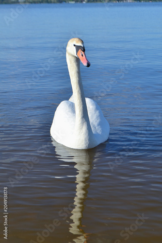 White Swan on the Lake. Mute Swan (Cygnus olor) gliding across the Lake at sunset. European bird wildlife. A beautiful swan swimming in a pond.A mute swan wading in a deep lake