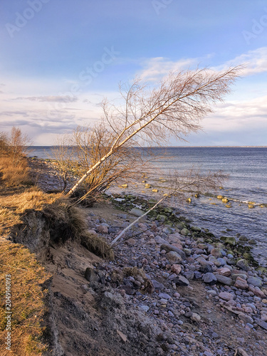 Fotografi A birch tree leaning over an eroding coastline above a rocky beach by the sea on a sunny spring day