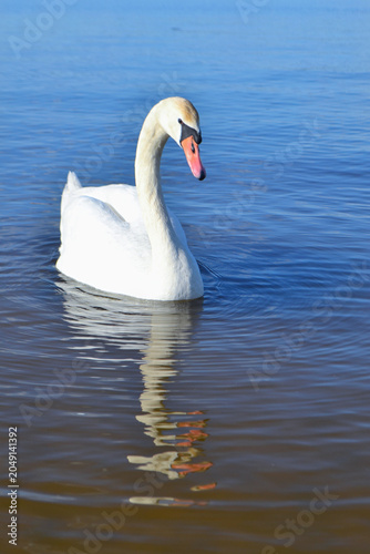 White Swan on the Lake. Mute Swan (Cygnus olor) gliding across the Lake at sunset. European bird wildlife. A beautiful swan swimming in a pond.A mute swan wading in a deep lake