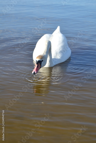 White Swan on the Lake. Mute Swan (Cygnus olor) gliding across the Lake at sunset. European bird wildlife. A beautiful swan swimming in a pond.A mute swan wading in a deep lake