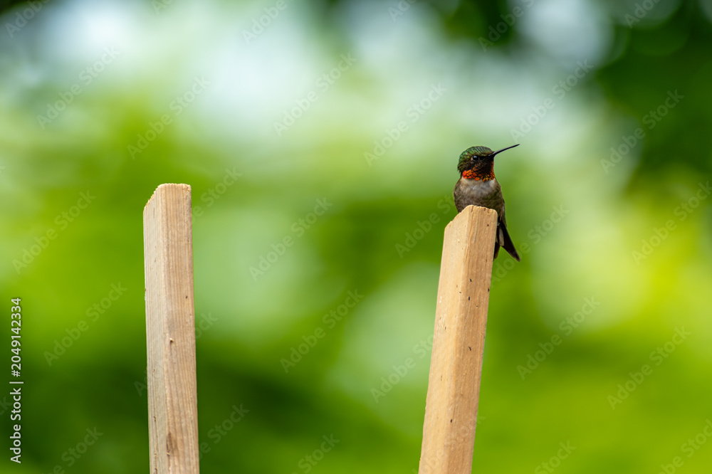 Naklejka premium Ruby-throated hummingbird - Archilochus colubris