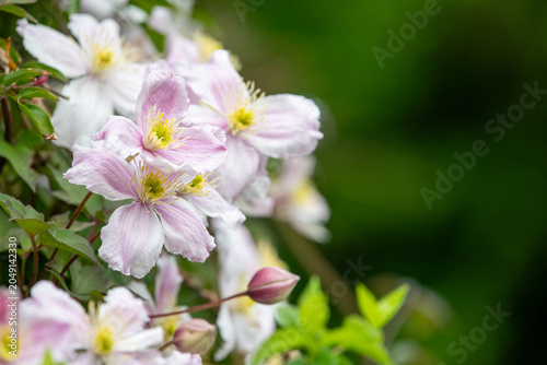 Close up of mountain clematis (clematis montana) flowers in bloom