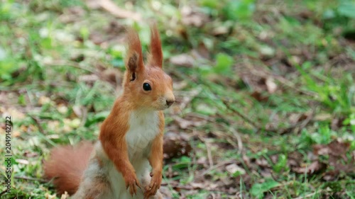 Fast moving red squirrel running across grass and soil covered with leaves and small plants