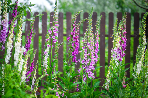 Fotografie Common foxglove (Digitalis purpurea) blooming in a cottage garden