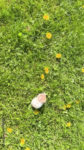 Golden Hamster walking on the grass field. Beautiful beige hamster on the lawn