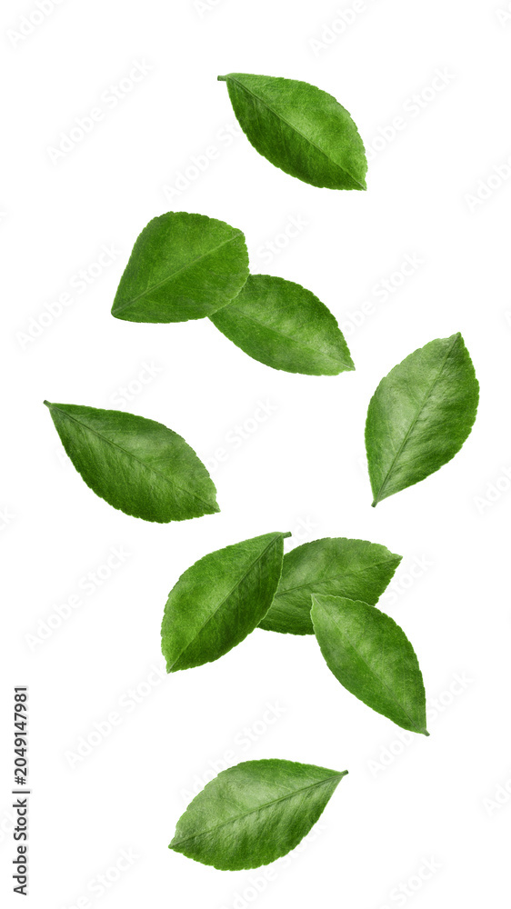 Fototapeta premium Falling Citrus leaf, lemon, orange, grapefruit, lime, isolated, full depth of field