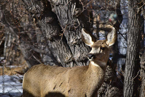 Mule Deer Standing Alert Among Trees in a Winter Forest
