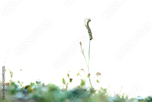 Barbary Spurge Hawk-moth caterpillar in Fuerteventura