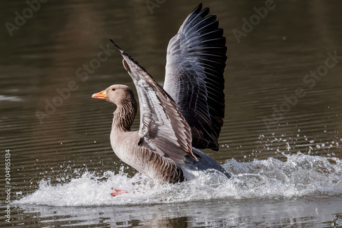 Cuadro en lienzo Greylag Goose Landing On Lake - _S5A6079