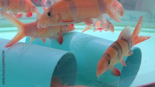 Several Clown Loaches Swimming Around Blue PVC Pipes in an Aquarium