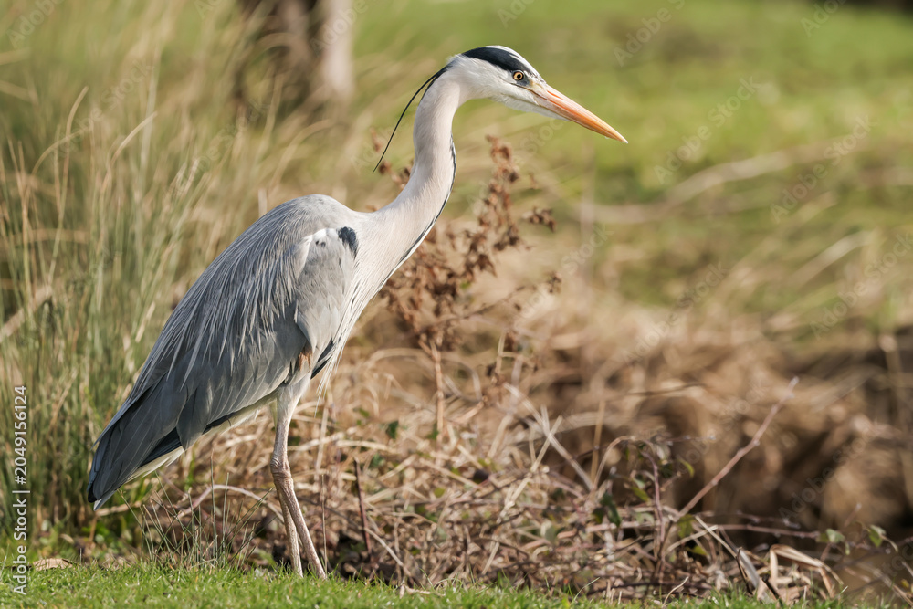 Fototapeta premium Grey Heron Standing By Side Of Lake - 241E0730_b