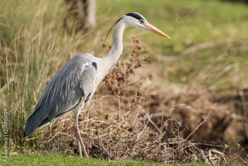 Photos Grey Heron Standing By Side Of Lake - 241E0730_b