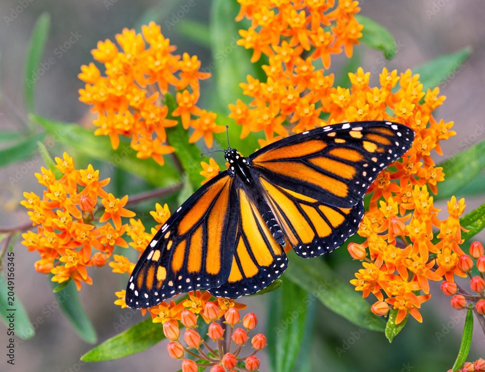 Fototapeta A monarch butterfly (danaus plexippus) feeding on  bright orange milkweed (asclepias tuberosa) flowers  - top view with wings spread open