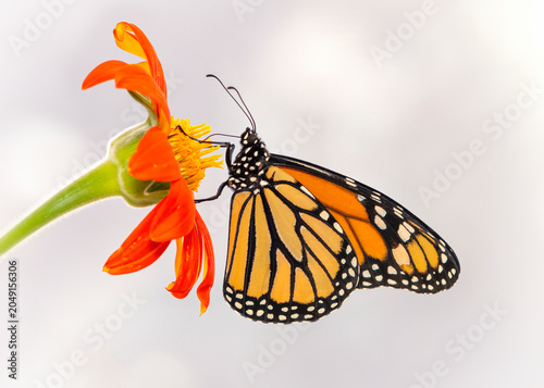 Close up (macro) of a monarch butterfly feeding on a tithonia flower - isolated on a soft background