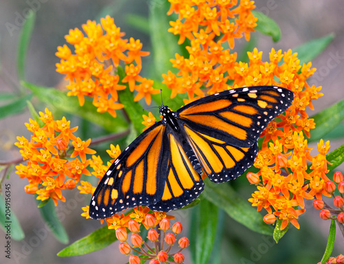 A monarch butterfly (danaus plexippus) feeding on  bright orange milkweed (asclepias tuberosa) flowers  - top view with wings spread open